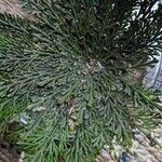 Selaginella lepidophylla Лист