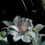 Alstroemeria aurea Blomst
