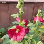 Alcea roseaFlower