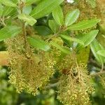 Quercus phillyreoides Meyve