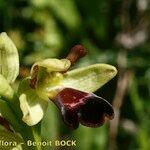 Ophrys omegaifera Flower