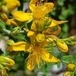 Hypericum montanum Квітка