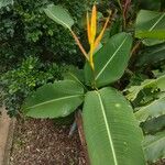 Heliconia latispatha Hoja