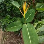 Heliconia latispatha Feuille