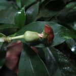 Voacanga bracteata Blüte