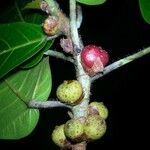 Ficus costaricana Fruit