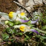 Linaria triphylla Квітка