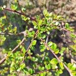 Cotoneaster horizontalisBlad