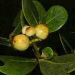 Clusia multiflora Плод