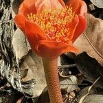 Haemanthus coccineus Květ