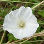 Convolvulus sepium Virág