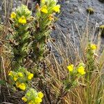 Neobartsia diffusa Frunză