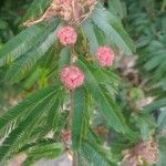 Calliandra surinamensis Feuille