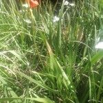 Watsonia pillansii Hoja