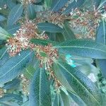 Osmanthus decorus Sonstige