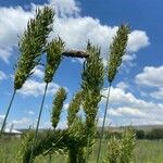 Phalaris paradoxa Fruit