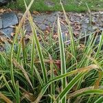 Carex morrowii 葉