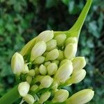 Agapanthus spp. Blomst