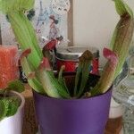 Sarracenia rubra Levél