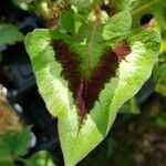 Persicaria microcephala List