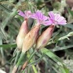 Petrorhagia prolifera Flower