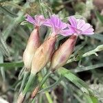 Petrorhagia prolifera Flor