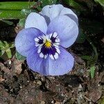 Viola cornuta പുഷ്പം