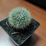 Echinocereus dasyacanthus Лист