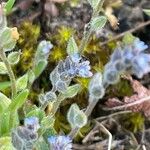 Myosotis ramosissima Feuille