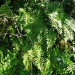 Polypodium interjectum ശീലം