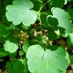 Thalictrum dioicum Folio