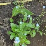 Myosotis sylvatica Kwiat