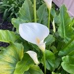 Zantedeschia aethiopicaBlüte