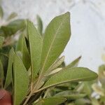 Aglaia elaeagnoidea Deilen