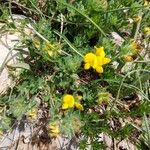 Lotus parviflorus 花