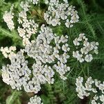 Achillea nobilisЦветок