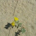 Linaria thymifolia Hoja