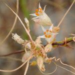 Cuscuta californica Blüte