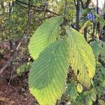 Ulmus glabra برگ