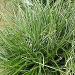 Puya mirabilis Leaf