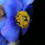 Meconopsis simikotensis Habitatea