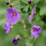 Verbascum phoeniceum Flower