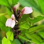 Justicia gendarussa Лист