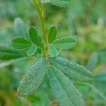 Melilotus altissimus Leaf