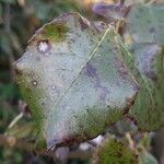 Rosa villosa Leaf