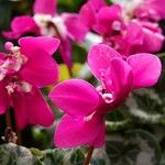 Cyclamen repandum Flor
