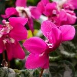 Cyclamen repandum 花