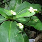 Tradescantia zanonia Plod