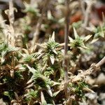 Arenaria aggregata Hoja