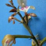 Oeceoclades maculata Blodyn